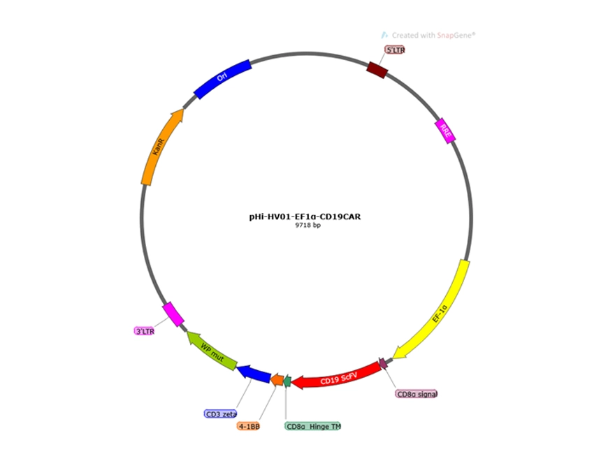 CD19 CAR-NK Premade Lentivirus