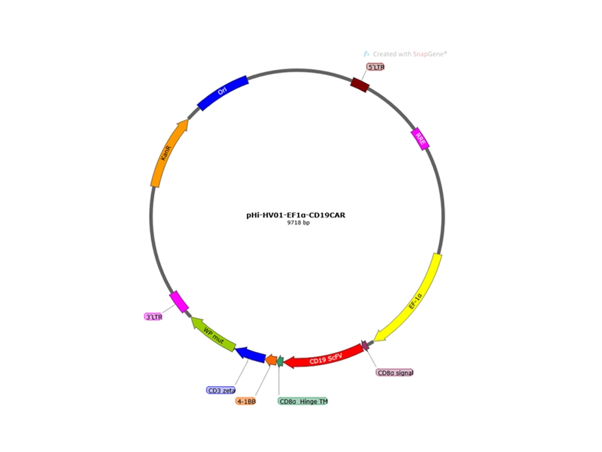 CD19 CAR-T Premade Lentivirus