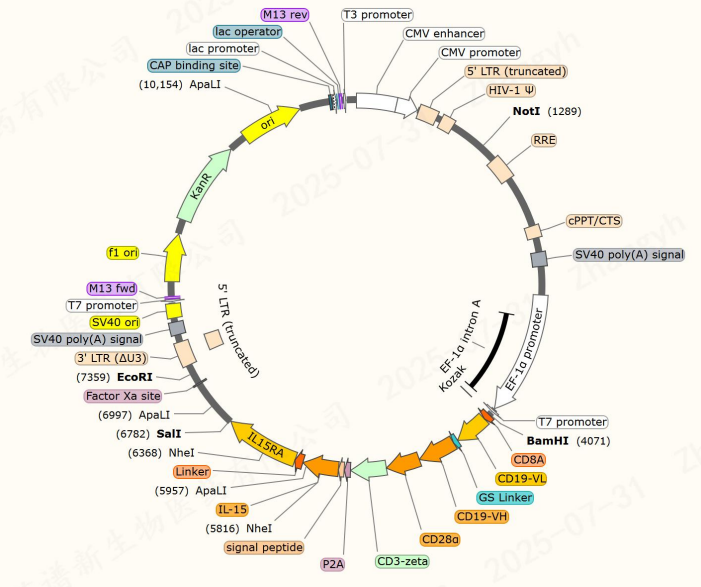 IL15-CD19 Premade Lentivirus