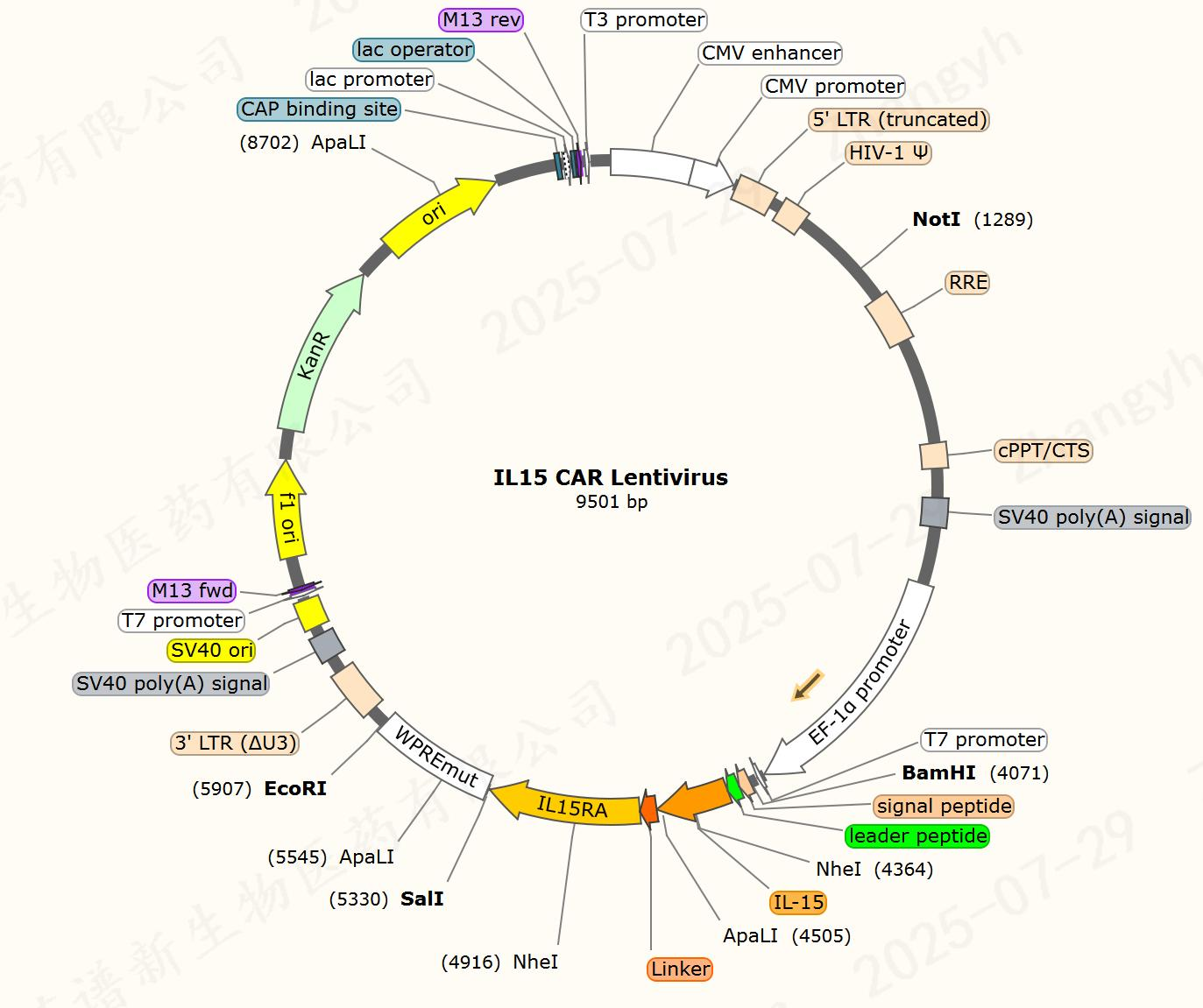 IL15 Premade Lentivirus